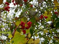 Herbstzauber_018.webp