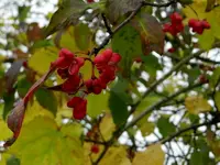 Herbstzauber_019.webp