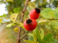 Herbstzauber_029.webp