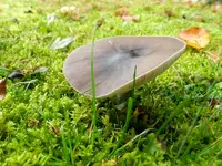 Herbstzauber_033.webp