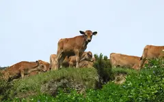 Copy of IMG_4041v.webp