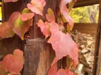 Weingut.webp