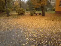 Lindenschnee.webp