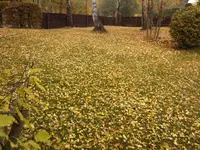 Birkendecke.webp