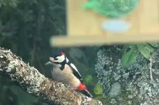 2012_1024Herbst0035 buntspecht -.webp