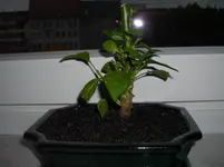 Hamster 050.webp