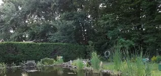 Wald.webp