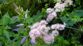 DSCN3065.webp