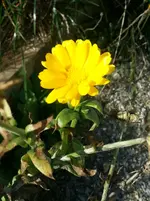 Blümchen.webp