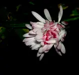 Gaensebluemchen (78)v.webp