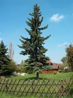 Tanne.webp