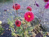 DahlieRot26_10_12.webp