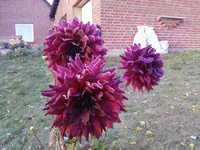 DahlieWeinrot26_10_12.webp