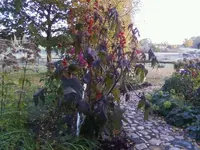 Rizinus26_10_12.webp