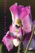 Wicke.webp