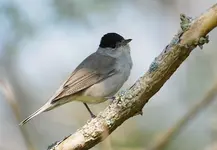 image__Uwe_Koplin_sylvia_moenchsgrasmuecke_atricapilla.webp