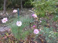 cosmeen (2).webp