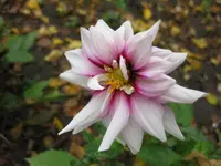dahlie (2).webp