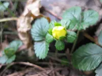 Erdbeeren (2).webp
