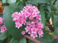 fette henne.webp
