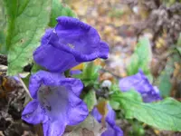 glockenblume.webp