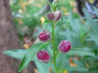 löwenmäulchen (2).webp