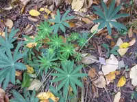 lupine.webp