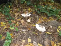 pilze.webp