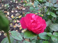 rose (2).webp