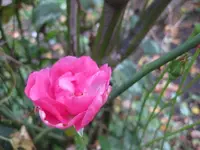 rose (3).webp