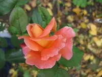 rose.webp