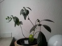 2012-10-26 13.06.50.webp