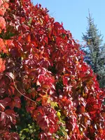 Wilder Wein.webp