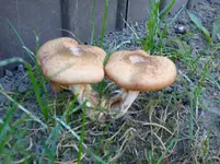 der steht bei mir im Garten.webp
