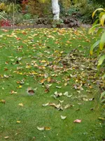 die Blätter fallen.webp