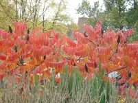 Essigbaum.webp