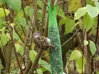 Feldsperling2.webp