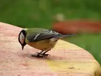 Kohlmeise.webp