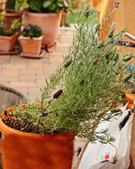 Schopflavendel Rückschnitt_400.webp