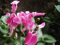 Bild 174.webp