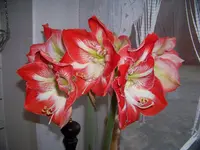 minerva (2).webp