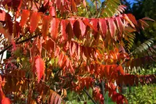 IMG_5437.webp