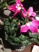 002.webp