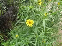 Bild 141.webp