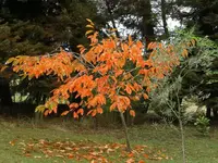 Herbstzauber 2 v.webp