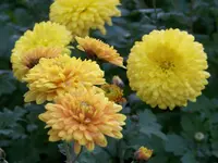 citronella.webp