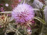 Arti.blüte2_27_10_12.webp