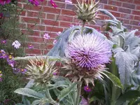 Arti.blüte27_10_12.webp