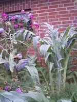 Arti.pflanze27_10_12.webp
