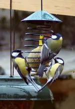 comp_DSC00732.webp